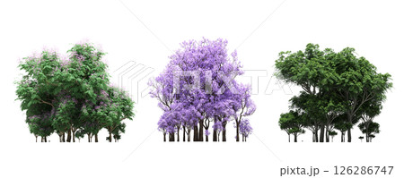 group of trees isolated on a transparent background, big trees in the forest, 3D illustration, cg render 126286747