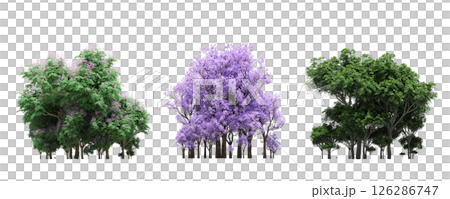 group of trees isolated on a transparent background, big trees in the forest, 3D illustration, cg render 126286747