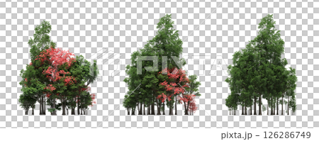 group of trees isolated on a transparent background, big trees in the forest, 3D illustration, cg render group of trees isolated on a transparent background, big trees in the forest, 3D illustration, cg render 126286749