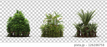group of trees isolated on a transparent background, big trees in the forest, 3D illustration, cg render group of trees isolated on a transparent background, big trees in the forest, 3D illustration, cg render 126286758