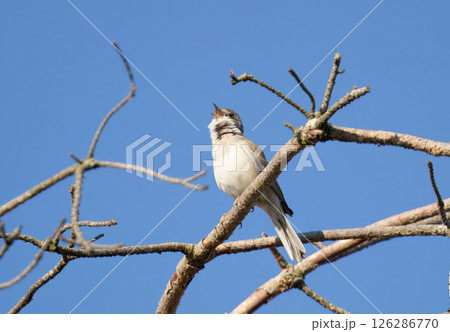 Bird Singing on a Tree Branch Against a Clear Blue Sky Bird Singing on a Tree Branch Against a Clear Blue Sky 126286770