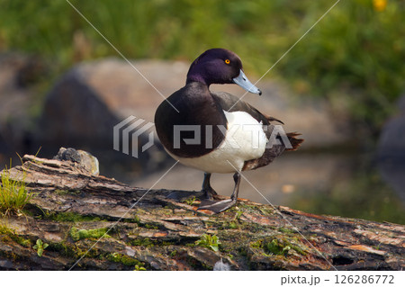 Tufted Male Duck Perched on a Fallen Log in a Serene Environment 126286772