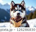 A close-up portrait of a striking Siberian Husky holding a chocolate ice cream cone in its mouth. The dog features captivating bright blue eyes, classic black, brown. 126286830