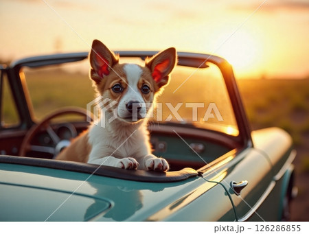An adorable Chihuahua mix puppy with distinctive white and tan fur sits in a vintage convertible car at sunset. The puppy's large, expressive ears are backlit by golden sunlight. 126286855