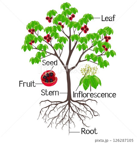 Parts of sterculia quadrifida tree isolated on a white background. Parts of sterculia quadrifida tree isolated on a white background. 126287105