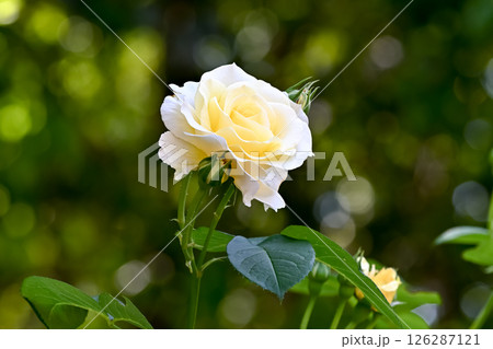 バラの花 バラの花 126287121