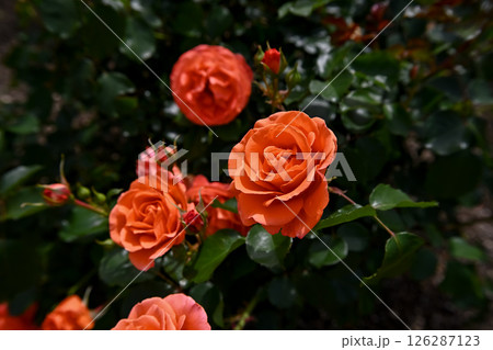 バラの花 バラの花 126287123