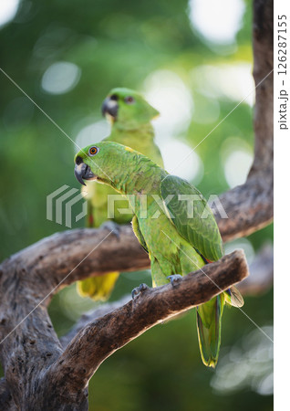 Two parrots sit on tree branch 126287155