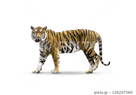 royal tiger (P. t. corbetti) isolated on white background clipping path included. The tiger is staring at its prey. Hunter concept. 126287560