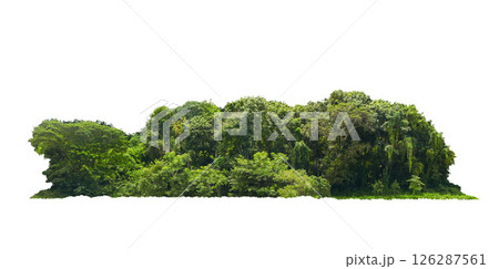 group green tree isolate on white background. Cutout tree line. Row of green trees and shrubs in summer isolated on white background. ForestScene. High quality clipping mask. Forest and green foliage. group green tree isolate on white background. Cutout tree line. Row of green trees and shrubs in summer isolated on white background. ForestScene. High quality clipping mask. Forest and green foliage. 126287561