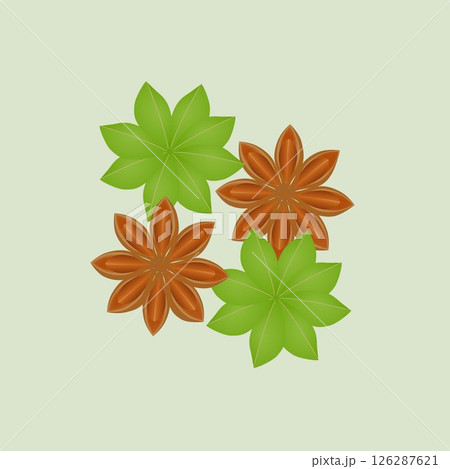 Ripe and unripe star anise fruits on a green background. Ripe and unripe star anise fruits on a green background. 126287621