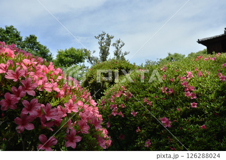 春の詩仙堂丈山寺　サツキと嘯月楼(京都市左京区) 126288024
