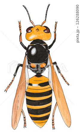 スズメバチの手描きイラスト 126288090