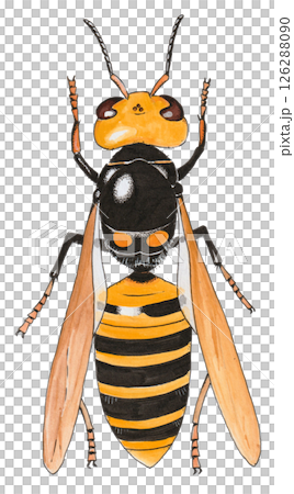 スズメバチの手描きイラスト 126288090