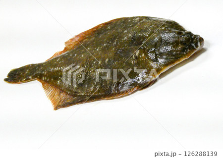 ぬめりの強いナメタガレイ　釣りの醍醐味なめたがれい 126288139