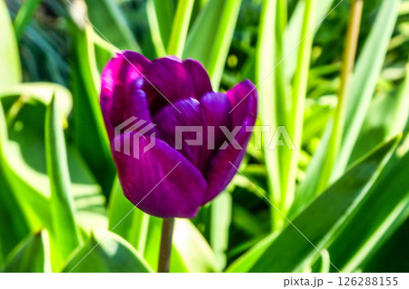 ワインレットのチューリップ 126288155