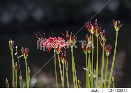 咲きはじめの彼岸花 咲きはじめの彼岸花 126288221