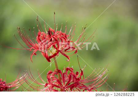 彼岸花のアップ 126288225