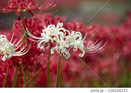 白の曼珠沙華 126288235