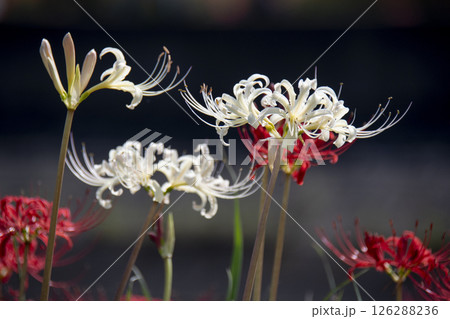 白い彼岸花 126288236