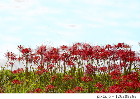 薄空と彼岸花 薄空と彼岸花 126288268