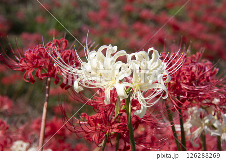 白色の曼珠沙華 126288269