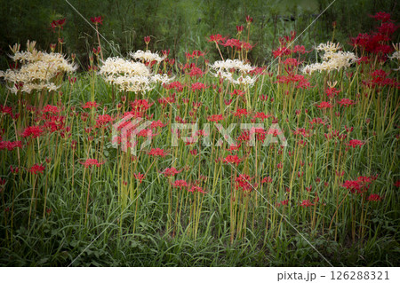 咲き乱れる彼岸花 咲き乱れる彼岸花 126288321