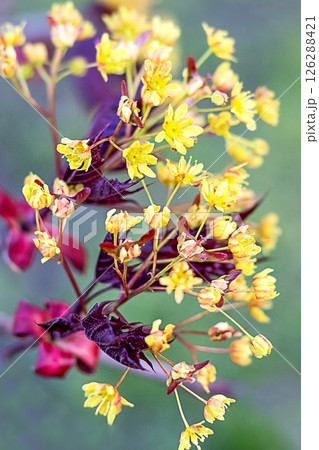 Vibrant yellow and red blossoms in a natural outdoor setting 126288421