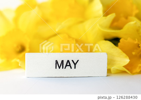 White block labeled 'May' surrounded by bright yellow daffodils White block labeled 'May' surrounded by bright yellow daffodils 126288430