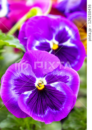 Vibrant purple pansies blooming in a lush garden close-up view Vibrant purple pansies blooming in a lush garden close-up view 126288436
