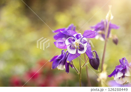 Purple columbine flowers blooming in a garden under soft natural sunlight 126288449