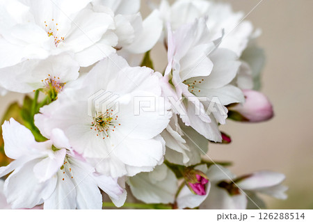 Delicate white blossoms with pink accents in bright natural sunlight Delicate white blossoms with pink accents in bright natural sunlight 126288514