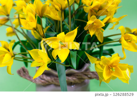 Close-up of yellow forest tulips on a green background. The basis for the postcard. Mother's Day, 8 March. Place for an inscription. Selective flus. 126288529