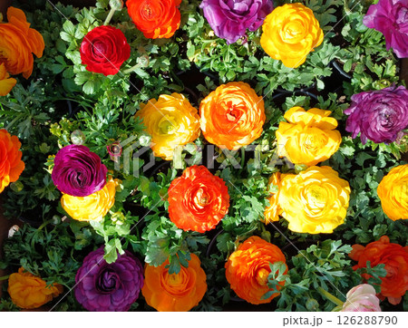 Colorful ranunculus flowers blooming in a vibrant garden under bright sunlight 126288790