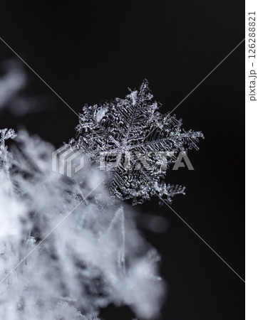 Macro snowflakes showing intricate winter details on dark background Macro snowflakes showing intricate winter details on dark background 126288821