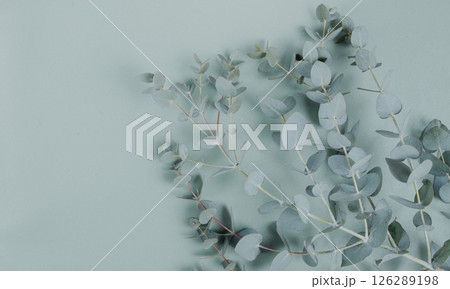 Eucalyptus branch, on a pale green background, top view, wallpaper, photo background, no people, Eucalyptus branch, on a pale green background, top view, wallpaper, photo background, no people, 126289198
