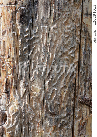 Dry tree trunk with grooves eaten by beetles macro photography 126291013