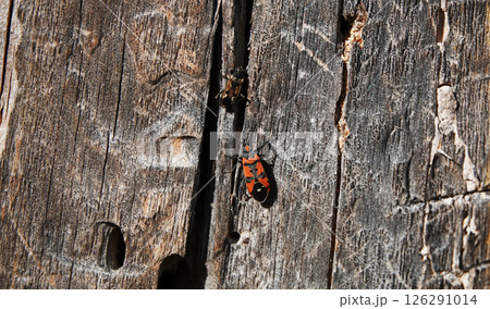 Ligei spotted bug on a tree trunk with a female macro photography 126291014