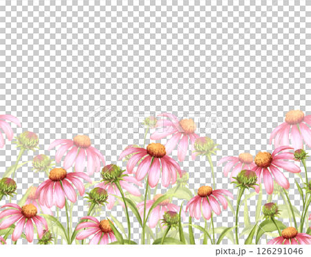 Pink Echinacea Seamless Border - Hand-Drawn Floral Illustration Pink Echinacea Seamless Border - Hand-Drawn Floral Illustration 126291046