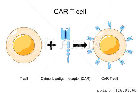 CAR-T-cell formation 126291369