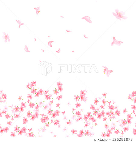 Sakura on white background. Digital cherry tree. Cherry blossom flower blooming. Pink sakura flower background. Beautiful sakura flower petals flying on white background. Flowers for wedding. 126291875