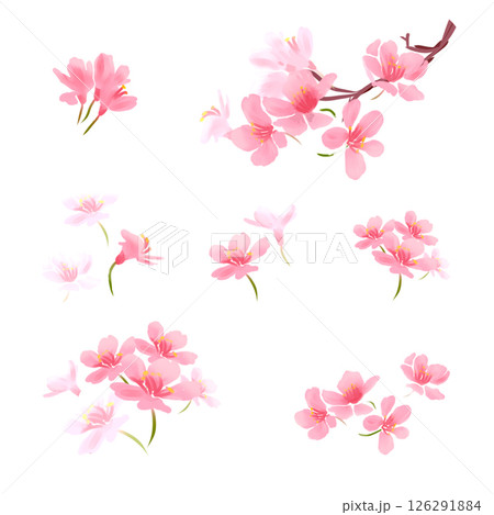 Sakura on white background. Digital cherry tree. Cherry blossom flower blooming. Pink sakura flower background. Beautiful sakura flower petals flying on white background. Flowers for wedding. 126291884