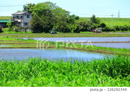 水田の風景（千葉県野田市） 126292349