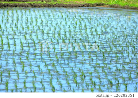 水田の風景（千葉県野田市） 126292351