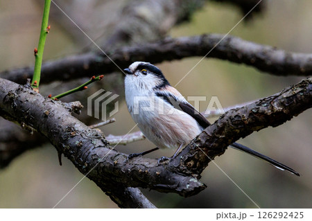 愛くるしい仕草で人気者の小さな白い鳥 エナガ 愛くるしい仕草で人気者の小さな白い鳥 エナガ 126292425