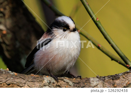 愛くるしい仕草で人気者の小さな白い鳥 エナガ 愛くるしい仕草で人気者の小さな白い鳥 エナガ 126292438
