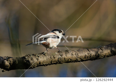 愛くるしい仕草で人気者の小さな白い鳥 エナガ 愛くるしい仕草で人気者の小さな白い鳥 エナガ 126292444