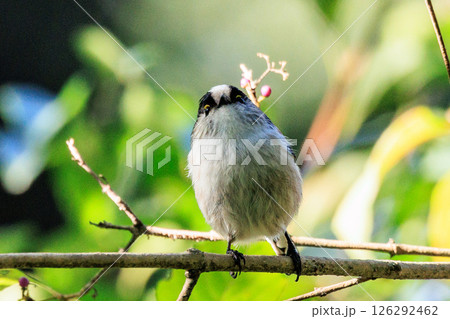 愛くるしい仕草で人気者の小さな白い鳥 エナガ 126292462
