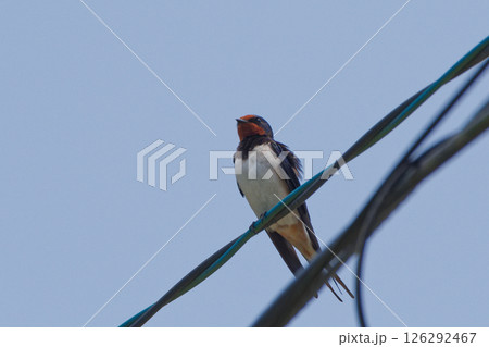 電線に止まる渡り鳥ツバメ科ツバメ 電線に止まる渡り鳥ツバメ科ツバメ 126292467