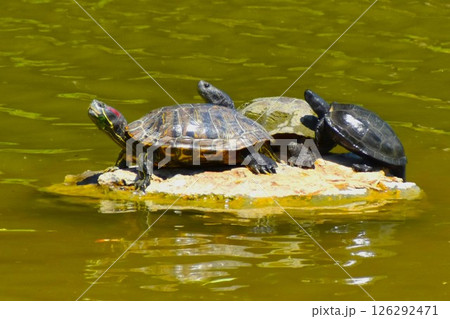 甲羅干しの場所は過密です 126292471